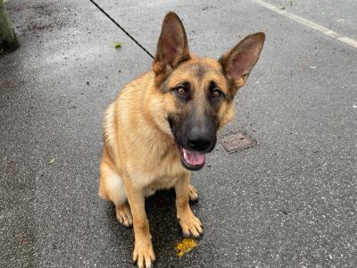 Zeke is a 10 month old male German Shepherd x Border Collie puppy in Offaly