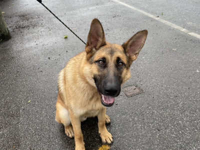 10 month old male German Shepherd x Border Collie in Offaly