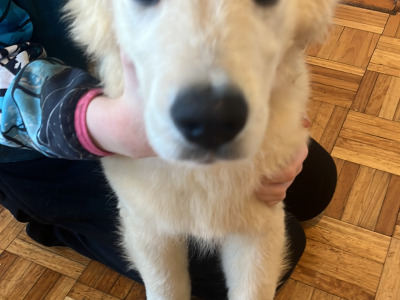 Gorgeous IKC Registered (pending) Golden Retriever puppies in Dublin