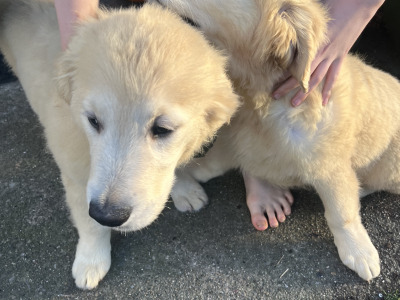 Gorgeous IKC Registered (pending) Golden Retriever puppies in Dublin