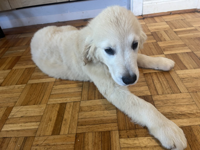 Gorgeous IKC Registered (pending) Golden Retriever puppies in Dublin
