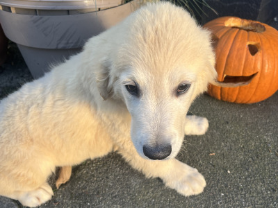 Gorgeous IKC Registered (pending) Golden Retriever puppies in Dublin