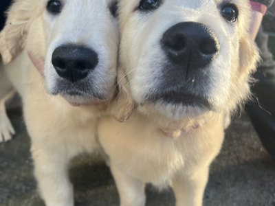 Gorgeous IKC Registered (pending) Golden Retriever puppies in Dublin