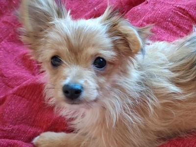 Chihuahua x Pomeranian puppies in Dublin