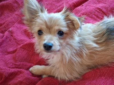 Chihuahua x Pomeranian puppies in Dublin