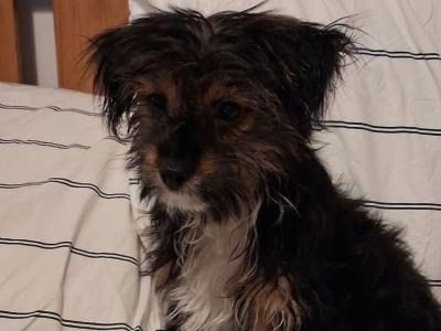Chihuahua x Pomeranian puppies in Dublin