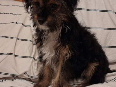 Chihuahua x Pomeranian puppies in Dublin