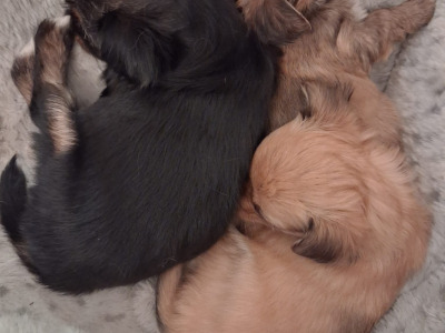 Chihuahua x Pomeranian puppies in Dublin