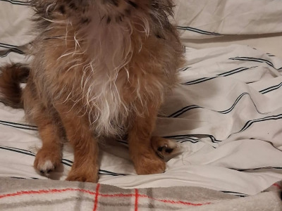 Chihuahua x Pomeranian puppies in Dublin