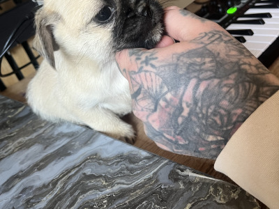 **Need new home**  1 malePugX pup