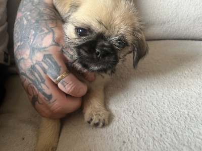 **Need new home asap**  1 malePugX pup