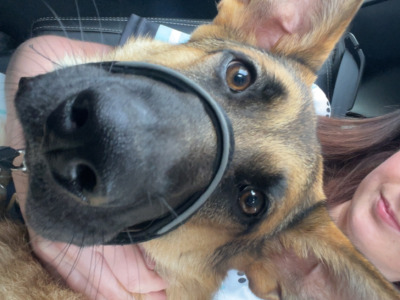 10 month old male German Shepherd x Border Collie in Offaly