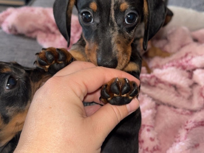 Miniature Dachshund puppies in Carlow