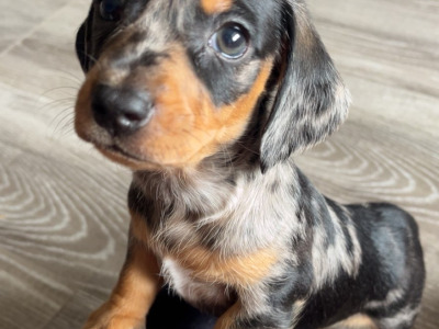 Miniature Dachshund puppies in Carlow