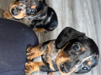 Miniature Dachshund puppies in Carlow
