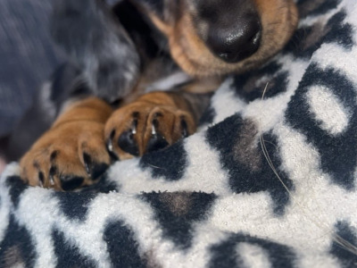Miniature Dachshund puppies in Carlow
