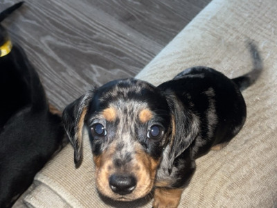 Miniature Dachshund puppies in Carlow