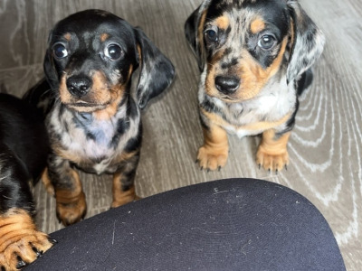 Miniature Dachshund puppies in Carlow