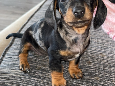 Miniature Dachshund puppies in Carlow