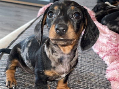 Miniature Dachshund puppies in Carlow