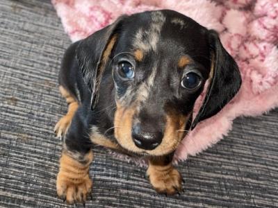 Miniature Dachshund puppies in Carlow