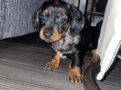 Miniature Dachshund puppies in Carlow