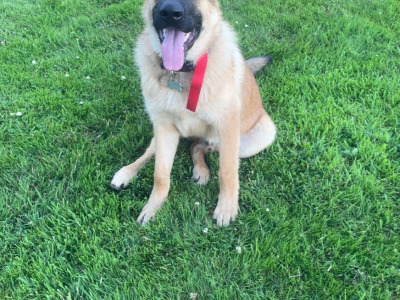 10 month old male German Shepherd x Border Collie in Offaly