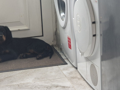 IKC Registered (pending) male Gordon Setter puppy in Limerick