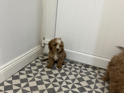 Beautiful Miniature Cockapoo puppies red and red + white in Kilkenny