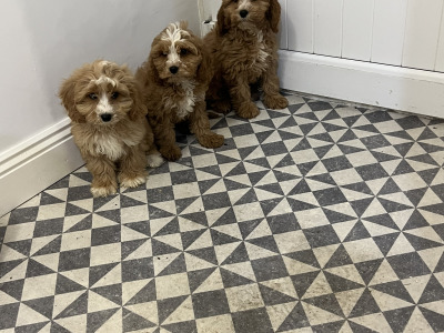 Beautiful Miniature Cockapoo puppies red and red + white in Kilkenny
