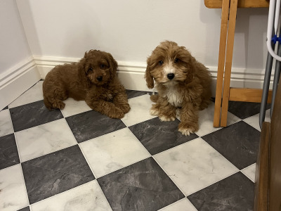Beautiful Miniature Cockapoo puppies red and red + white in Kilkenny