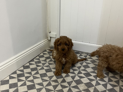 Beautiful Miniature Cockapoo puppies red and red + white in Kilkenny