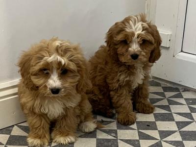 Beautiful Miniature Cockapoo puppies red and red + white in Kilkenny