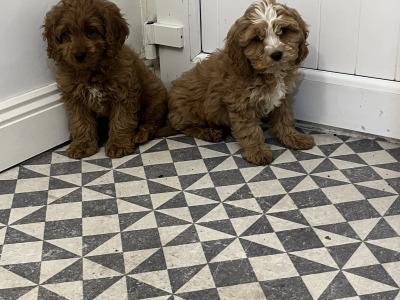 Beautiful Miniature Cockapoo puppies red and red + white in Kilkenny