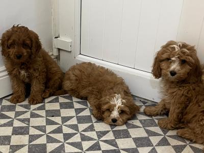 Beautiful Miniature Cockapoo puppies red and red + white in Kilkenny