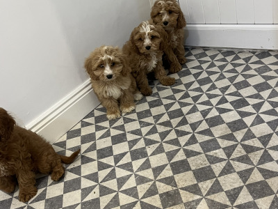 Beautiful Miniature Cockapoo puppies red and red + white in Kilkenny