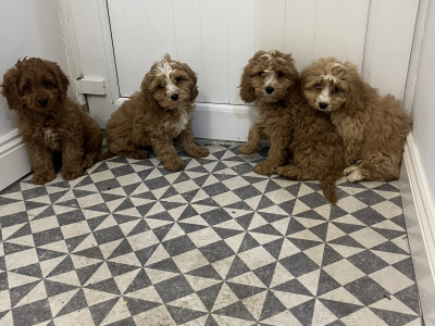 Beautiful Miniature Cockapoo puppies red and red + white in Kilkenny