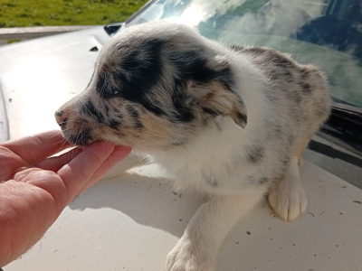 Blue Merle Border Collie puppies in Roscommon