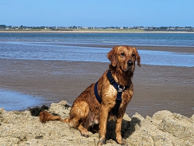 Cooper - Fox Red Golden Retriever for Stud