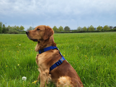 Cooper - Fox Red Golden Retriever for Stud