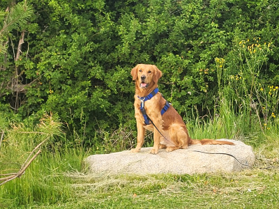 Cooper - Fox Red Golden Retriever for Stud