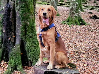 Cooper - Fox Red Golden Retriever for Stud
