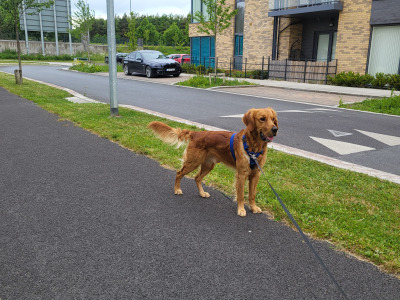 Cooper - Fox Red Golden Retriever for Stud