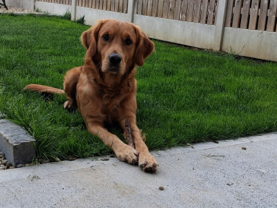 Cooper - Fox Red Golden Retriever for Stud
