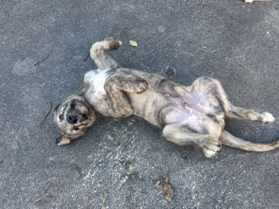 IKC Registered (pending) Irish Wolfhound puppies in Clare