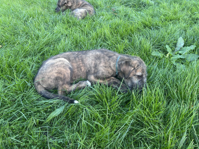 IKC Registered (pending) Irish Wolfhound puppies in Clare
