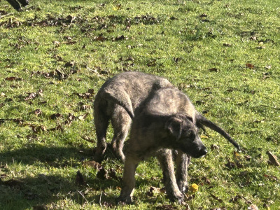 IKC Registered (pending) Irish Wolfhound puppies in Clare