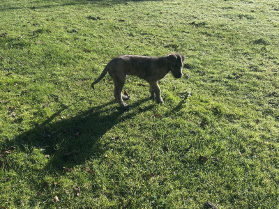 IKC Registered (pending) Irish Wolfhound puppies in Clare