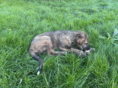 IKC Registered (pending) Irish Wolfhound puppies in Clare