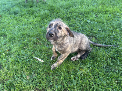 IKC Registered (pending) Irish Wolfhound puppies in Clare